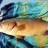 Nice Coral Trout